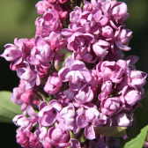 Flieder Syringa hyacinthiflora 'Mme Nadja N ®'