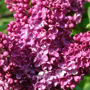 Syringa vulgaris 'Alesha'