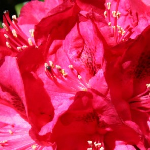 Rhododendron hybride 'America'