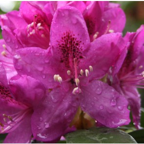 Rhododendron hybride 'Anah Kruschke'
