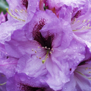 Rhododendron hybride  'A.Bedford'