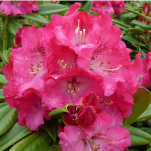 Rhododendron hybride 'Berliner Liebe'