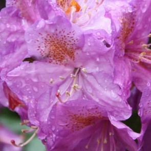 Rhododendron hybride 'Blutopia'