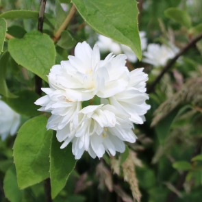 Philadelphus 'Bouquet Blanc'