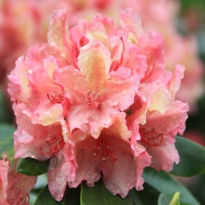 Rhododendron hybride 'Brasilia'