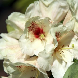 Rhododendron hybride 'Goldbukett'