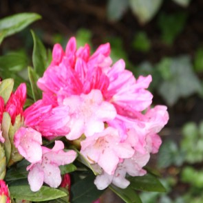 Rhododendron Yakushimanum 'Pink Cherub'