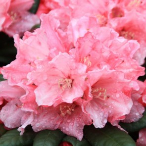 Rhododendron Yakushimanum 'Colibri'