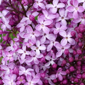 Syringa hyacinthiflora 'Dark Night'