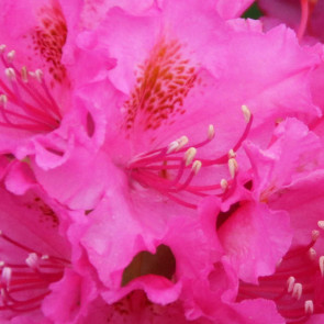 Rhododendron hybride  'D.Heinje'