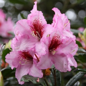 Rhododendron hybride 'Diadem'