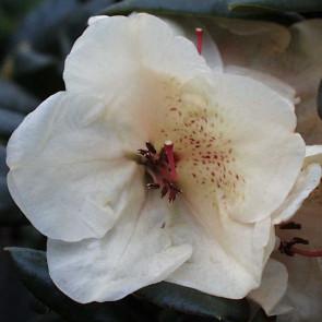 Rhododendron hybride 'Diandi'