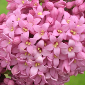 Flieder Syringa prestoniae 'Hiawatha'