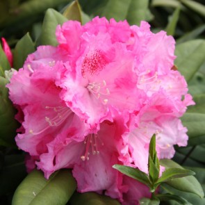 Rhododendron yakushimanum 'Excelsior'