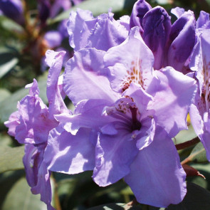 Rhododendron hybride ΄Fastuosum Flore Pleno΄