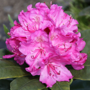Rhododendron hybride 'Florence Sarah Smith'