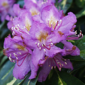 Rhododendron hybride 'Goldflimmer'