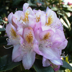 Rhododendron hybride ΄Gomer Waterer΄