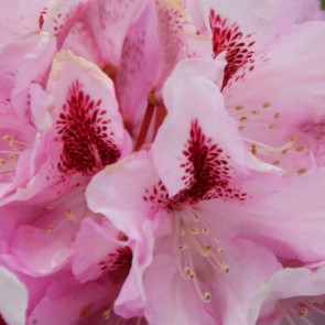 Rhododendron hybride 'Gräfin Sonja'