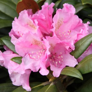 Rhododendron Yakushimanum 'Kalinka'