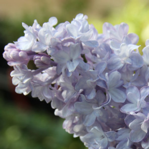 Flieder Syringa vulgaris 'Kruzhevnitsa'