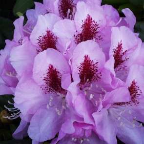 Rhododendron hybride 'Lady Annette de Trafford'