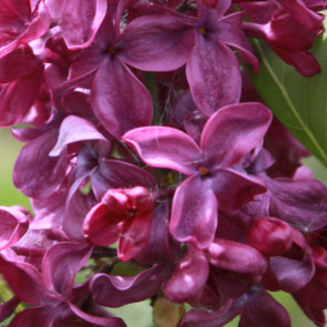 Flieder Syringa vulgaris 'Lady Lindsay'
