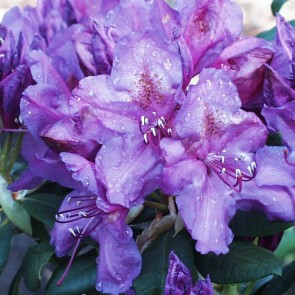 Rhododendron hybride 'Lee's Dark Purple'