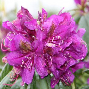Rhododendron hybride 'Monsieur Marcel Ménard'