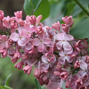 Flieder Syringa vulgaris 'Mulatka'