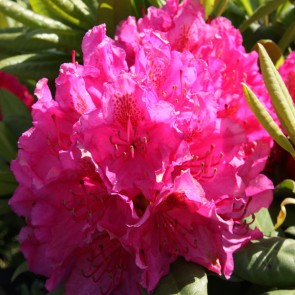 Rhododendron hybride 'Pearce‘s American Beauty'