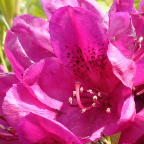 Rhododendron hybride 'Polarnacht'