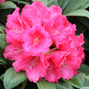 Rhododendron hybride 'Rote Liebe'