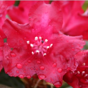 Rhododendron hybride 'Sammetglut'