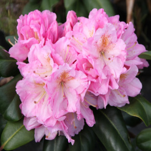 Rhododendron hybride 'Scintillation'