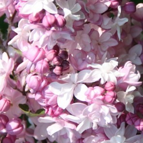 Syringa hyacinthiflora 'Sweetheart'
