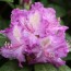 Rhododendron hybride 'Alfred'