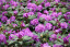 Rhododendron hybride 'Alfred'
