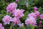 Rhododendron hybride ΄Allah΄