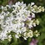 Flieder Syringa hyacinthiflora 'Angel White'