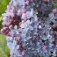 Flieder Syringa vulgaris 'Aucubeafolia'
