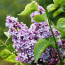 Flieder Syringa vulgaris 'Aucubeafolia'