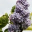 Flieder Syringa vulgaris 'Aucubeafolia'
