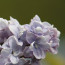 Flieder Syringa vulgaris 'Aucubeafolia'
