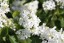 Syringa hyacinthiflora 'Mount Baker'
