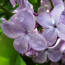 Flieder Syringa vulgaris 'Blue Skies'