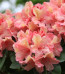 Rhododendron hybride 'Brasilia'
