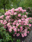 Rhododendron hybride 'Brasilia'
