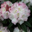 Rhododendron hybride 'Brigitte'