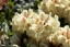 Rhododendron hybride 'Goldbukett'
